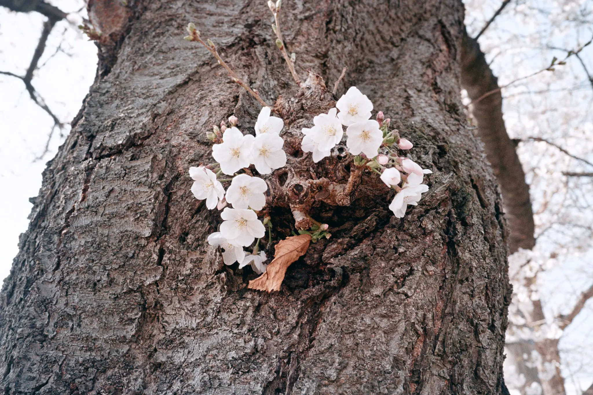 MINOLTA TC-1 (Kodak COLOR PLUS 200)