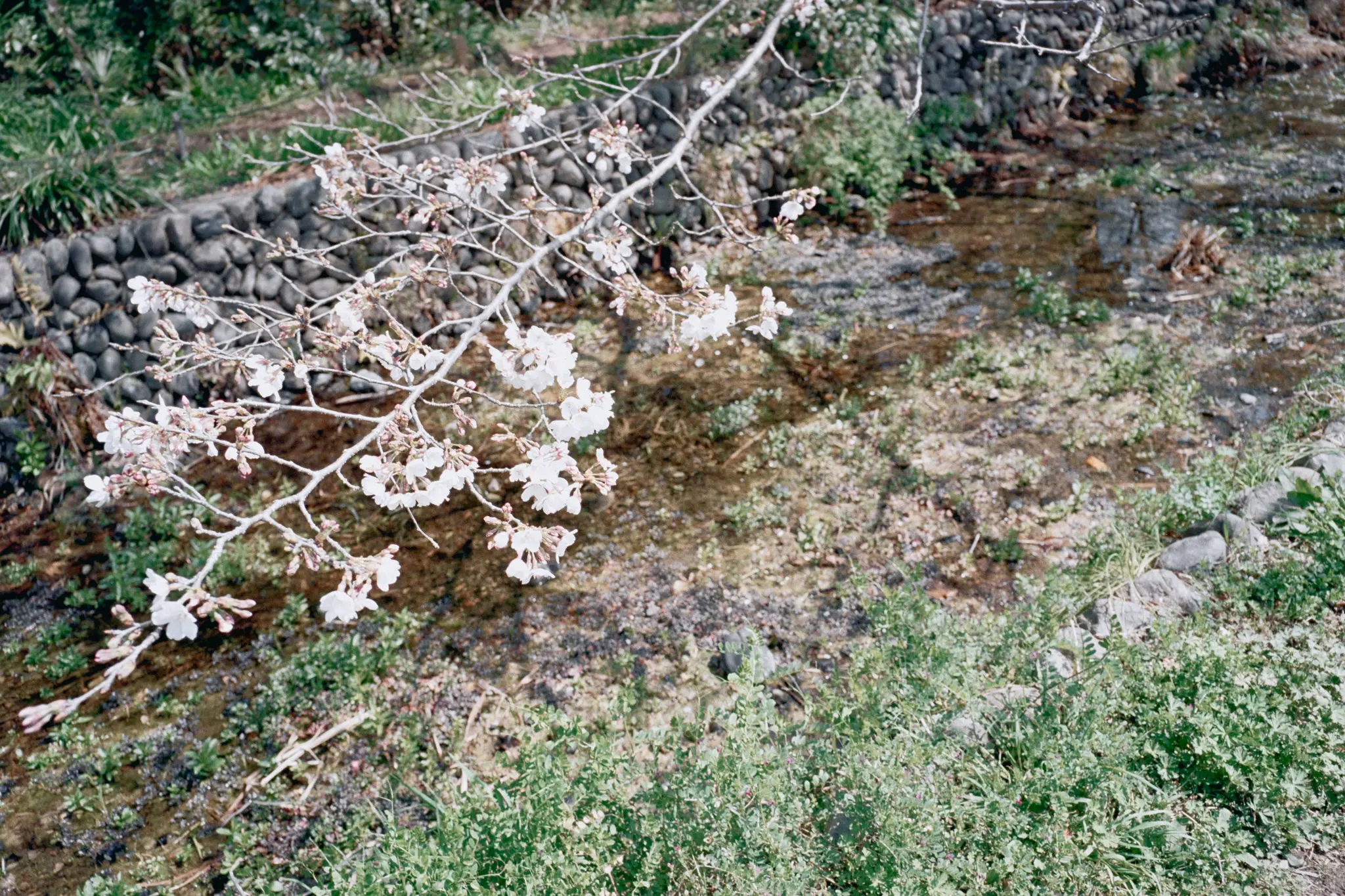 MINOLTA TC-1 (Kodak COLOR PLUS 200)