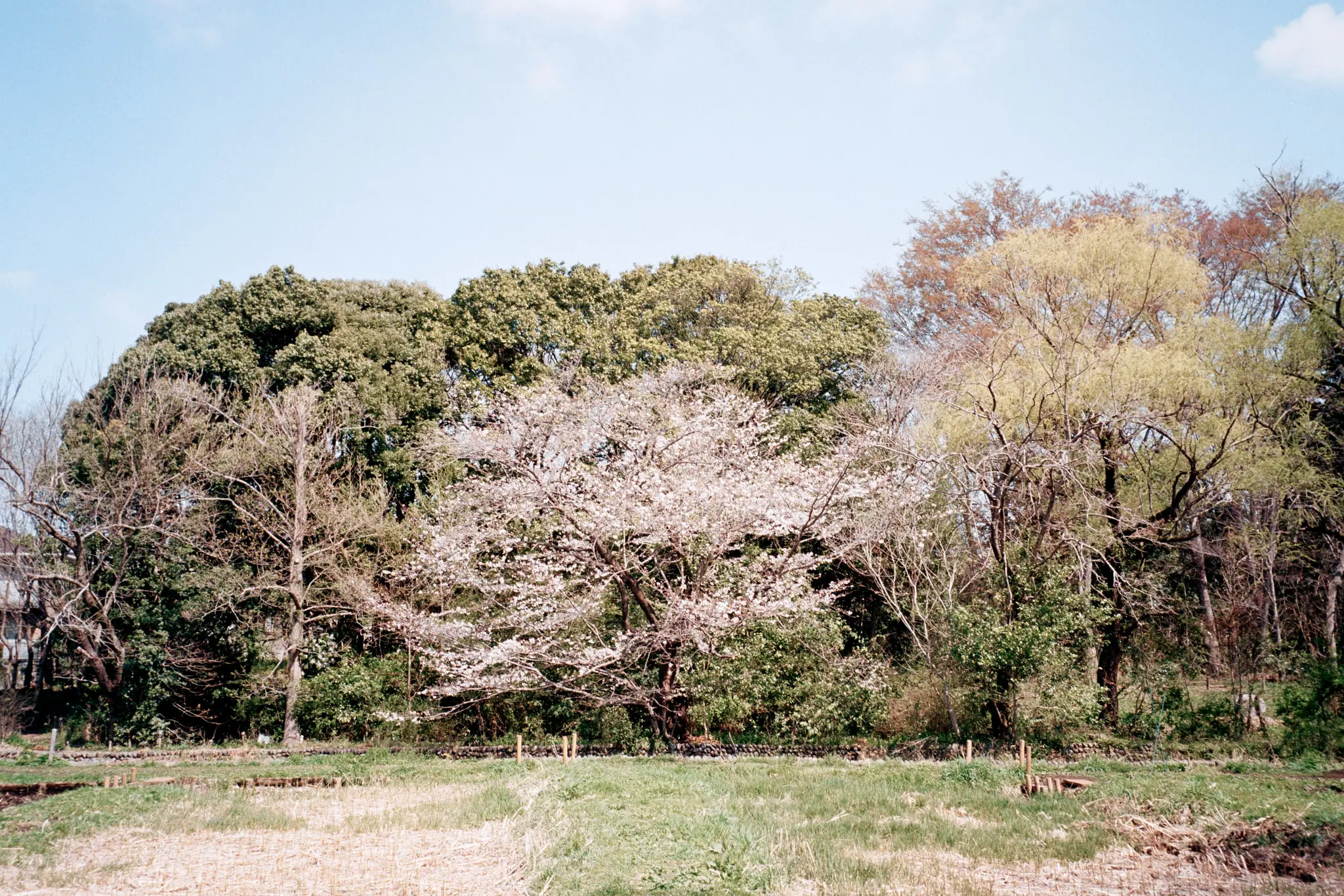 MINOLTA TC-1 (Kodak COLOR PLUS 200)