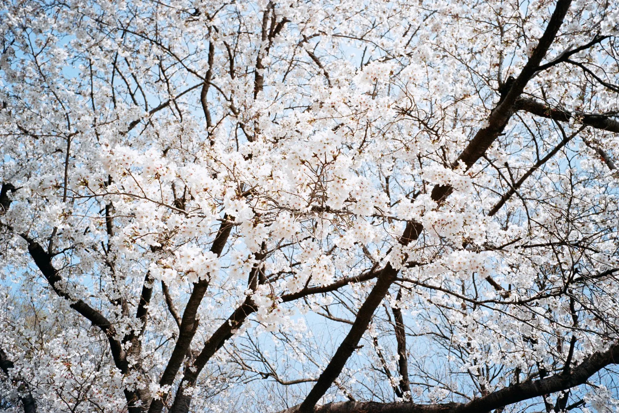 MINOLTA TC-1 (Kodak COLOR PLUS 200)