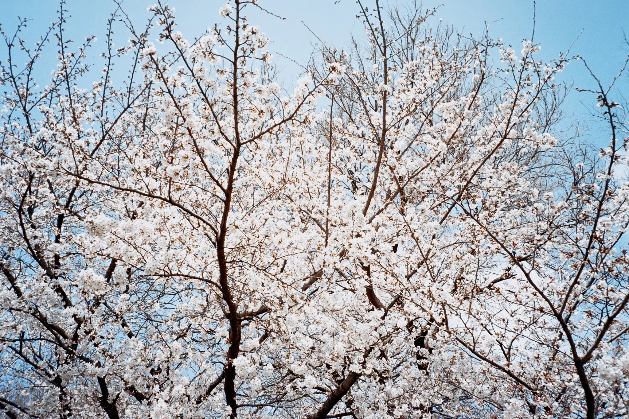 MINOLTA TC-1 (Kodak COLOR PLUS 200)