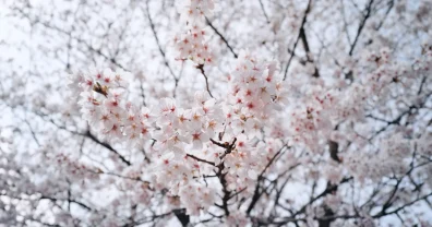 お花見ランチで気分あげあげ