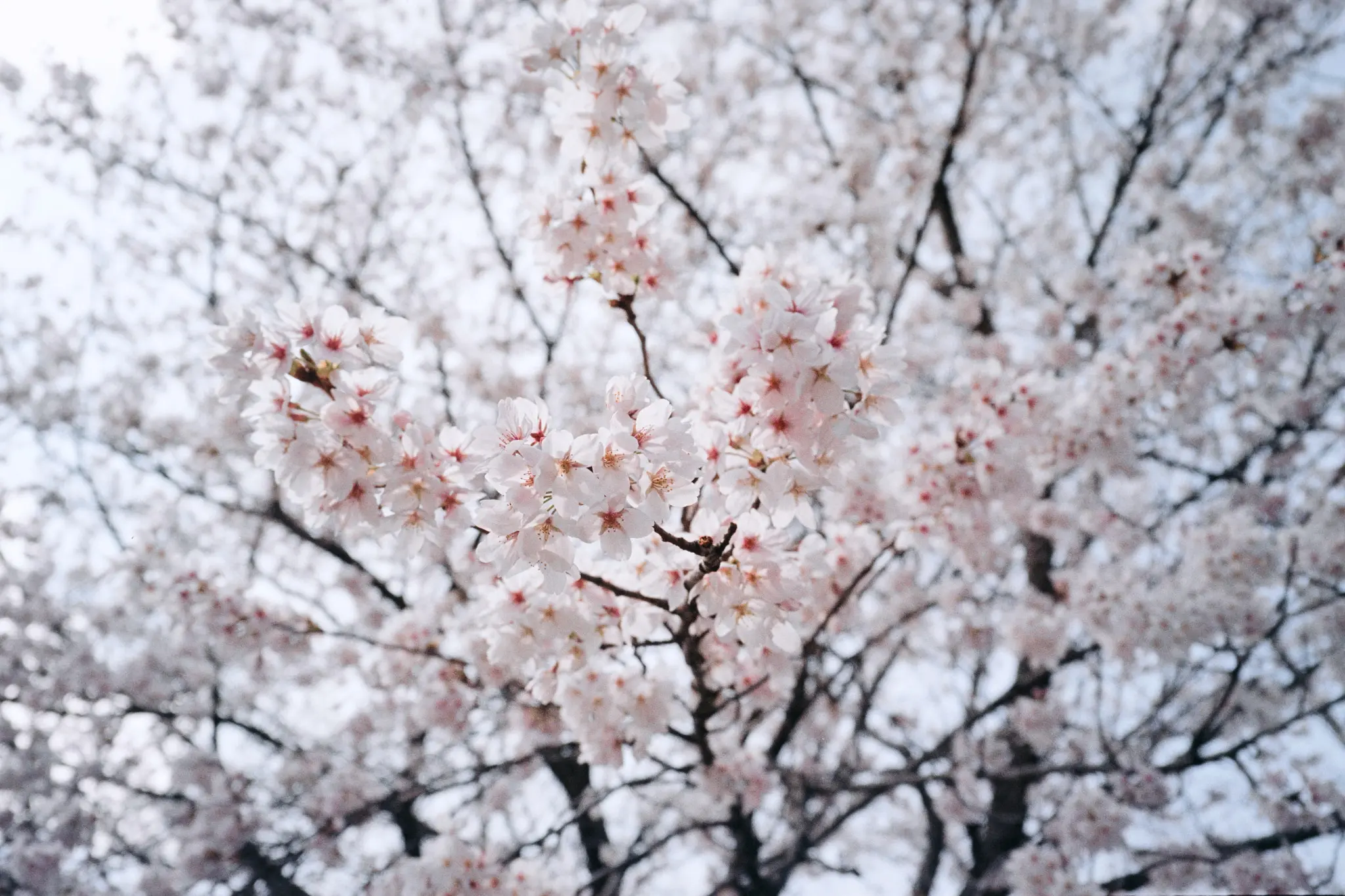 MINOLTA TC-1 (Kodak COLOR PLUS 200)