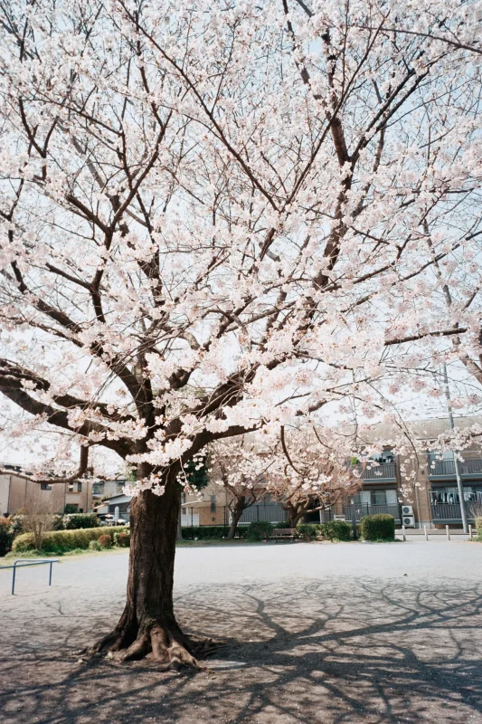 MINOLTA TC-1 (Kodak COLOR PLUS 200)