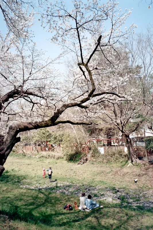 MINOLTA TC-1 (Kodak COLOR PLUS 200)