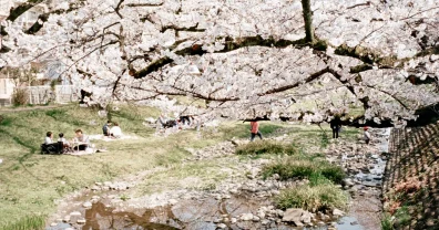 根川緑道の桜は、まだちょっと早かった