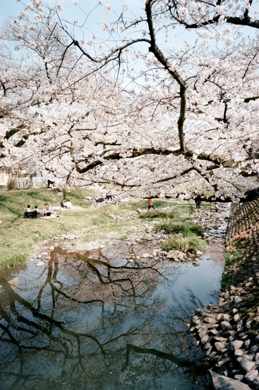 MINOLTA TC-1 (Kodak COLOR PLUS 200)