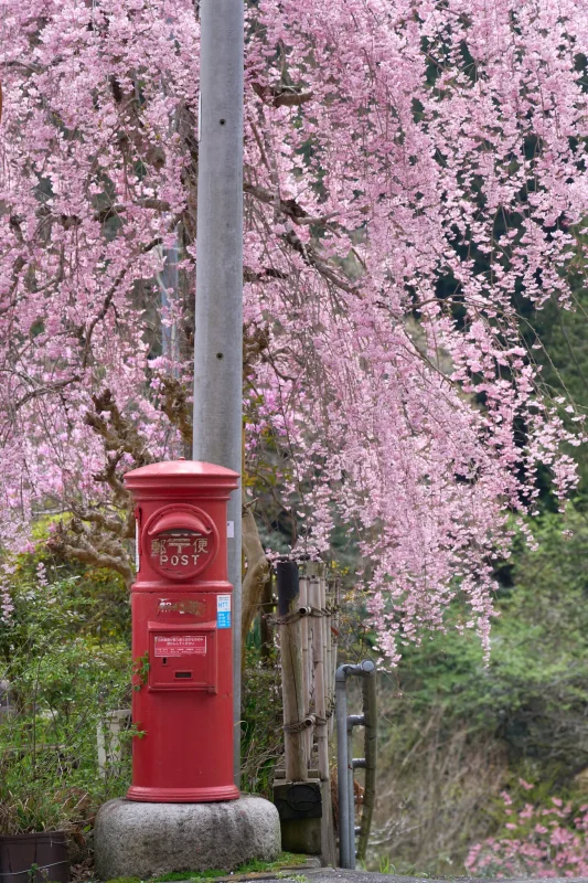 SONY α1 + SONY FE 24-105mm F4 G OSS