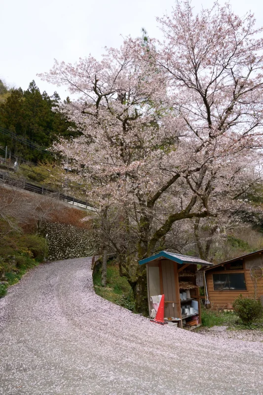 SONY α1 + SONY FE 24-105mm F4 G OSS