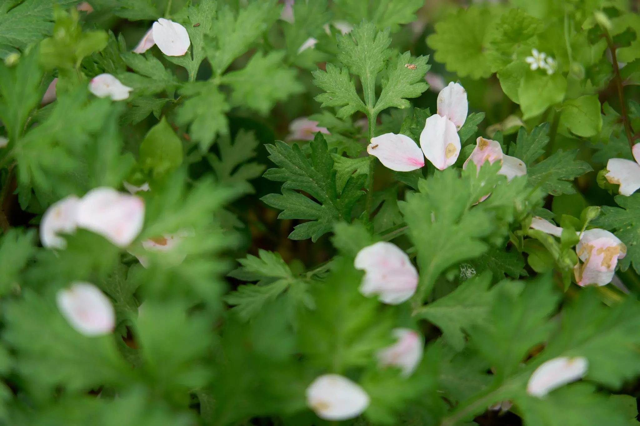 SONY α1 + SONY FE 24-105mm F4 G OSS