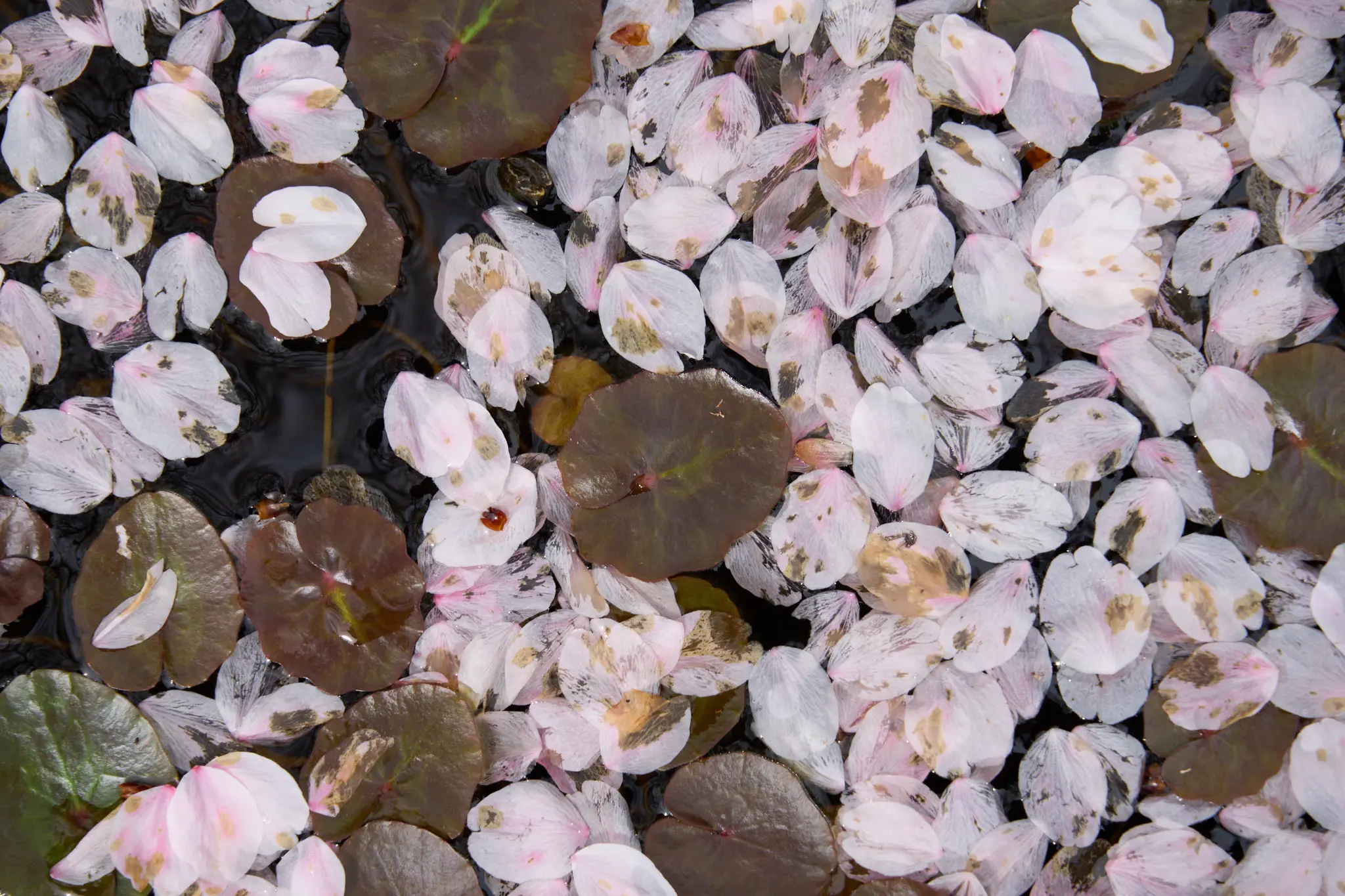 SONY α1 + SONY FE 24-105mm F4 G OSS