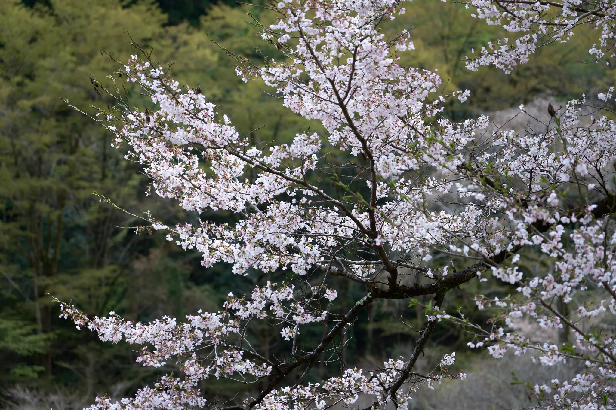 SONY α1 + SONY FE 24-105mm F4 G OSS