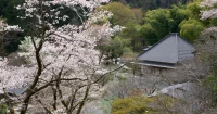 祝・音羽(鮨)の復活&徳雲院の桜