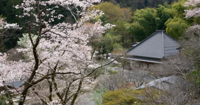 祝・音羽（鮨）の復活＆徳雲院の桜