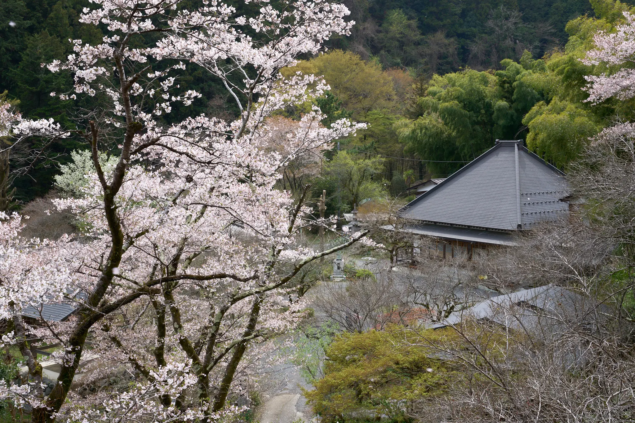 SONY α1 + SONY FE 24-105mm F4 G OSS