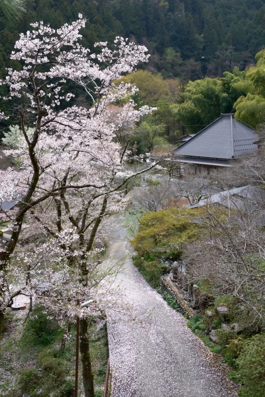 SONY α1 + SONY FE 24-105mm F4 G OSS