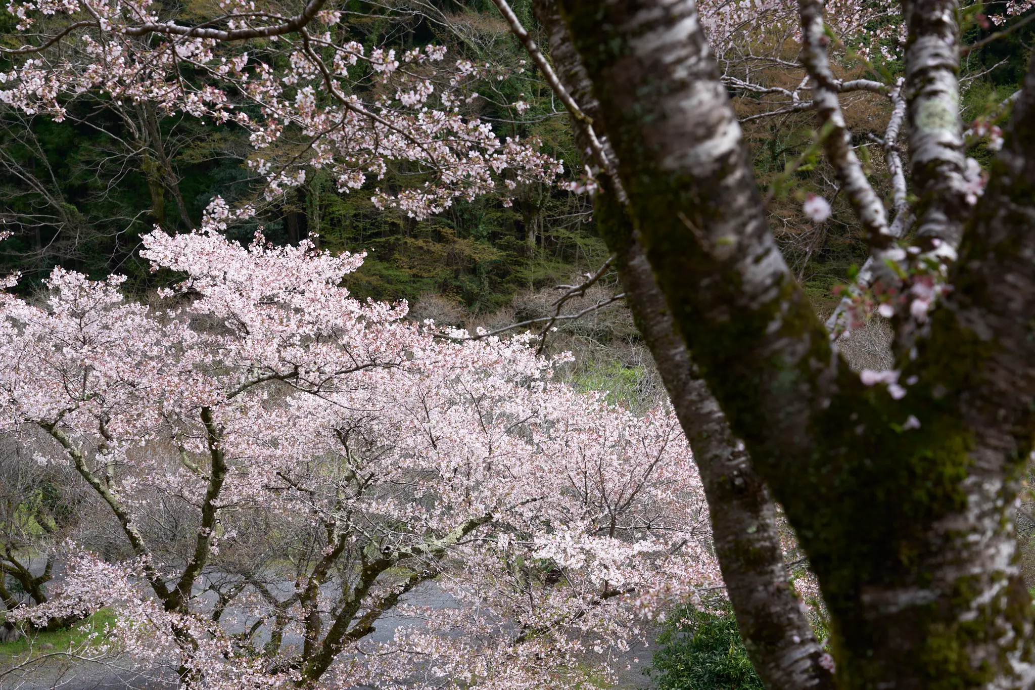 SONY α1 + SONY FE 24-105mm F4 G OSS