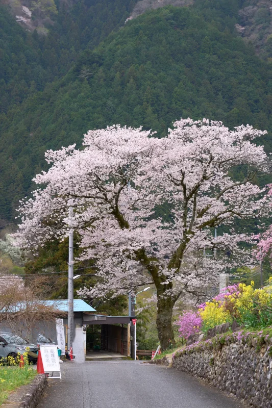 SONY &alpha;1 + SONY FE 24-105mm F4 G OSS