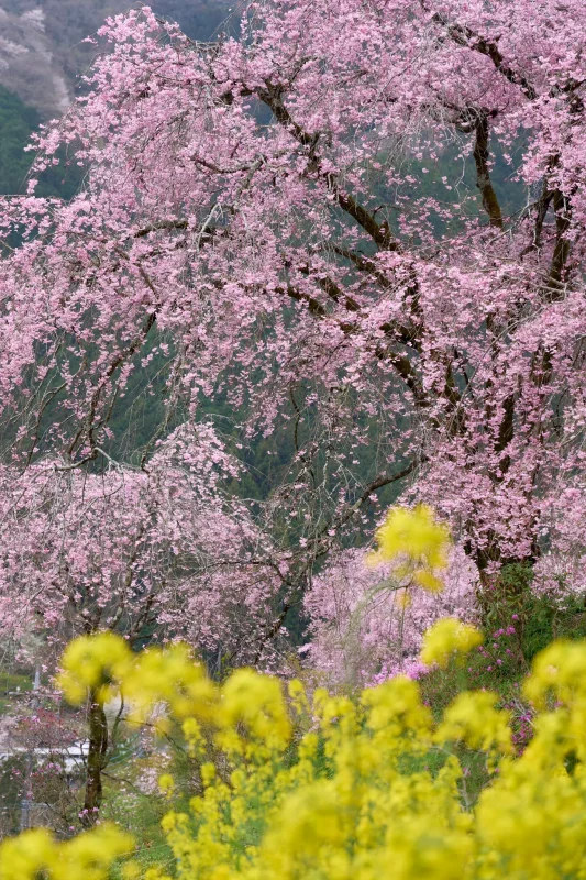 SONY &alpha;1 + SONY FE 24-105mm F4 G OSS