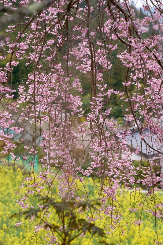 SONY &alpha;1 + SONY FE 24-105mm F4 G OSS