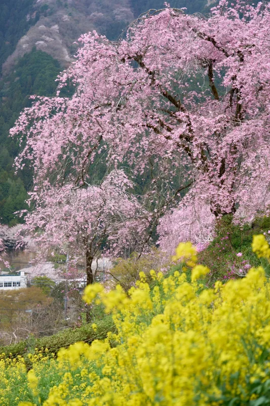 SONY &alpha;1 + SONY FE 24-105mm F4 G OSS