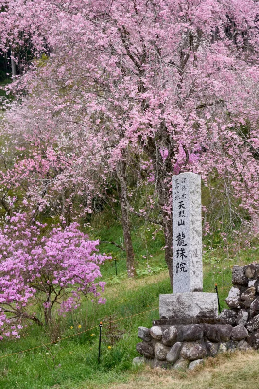 SONY &alpha;1 + SONY FE 24-105mm F4 G OSS