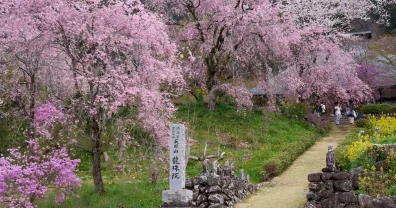 乙津花の里・龍珠院の桜と菜の花、今年はちょっと違うぞ？