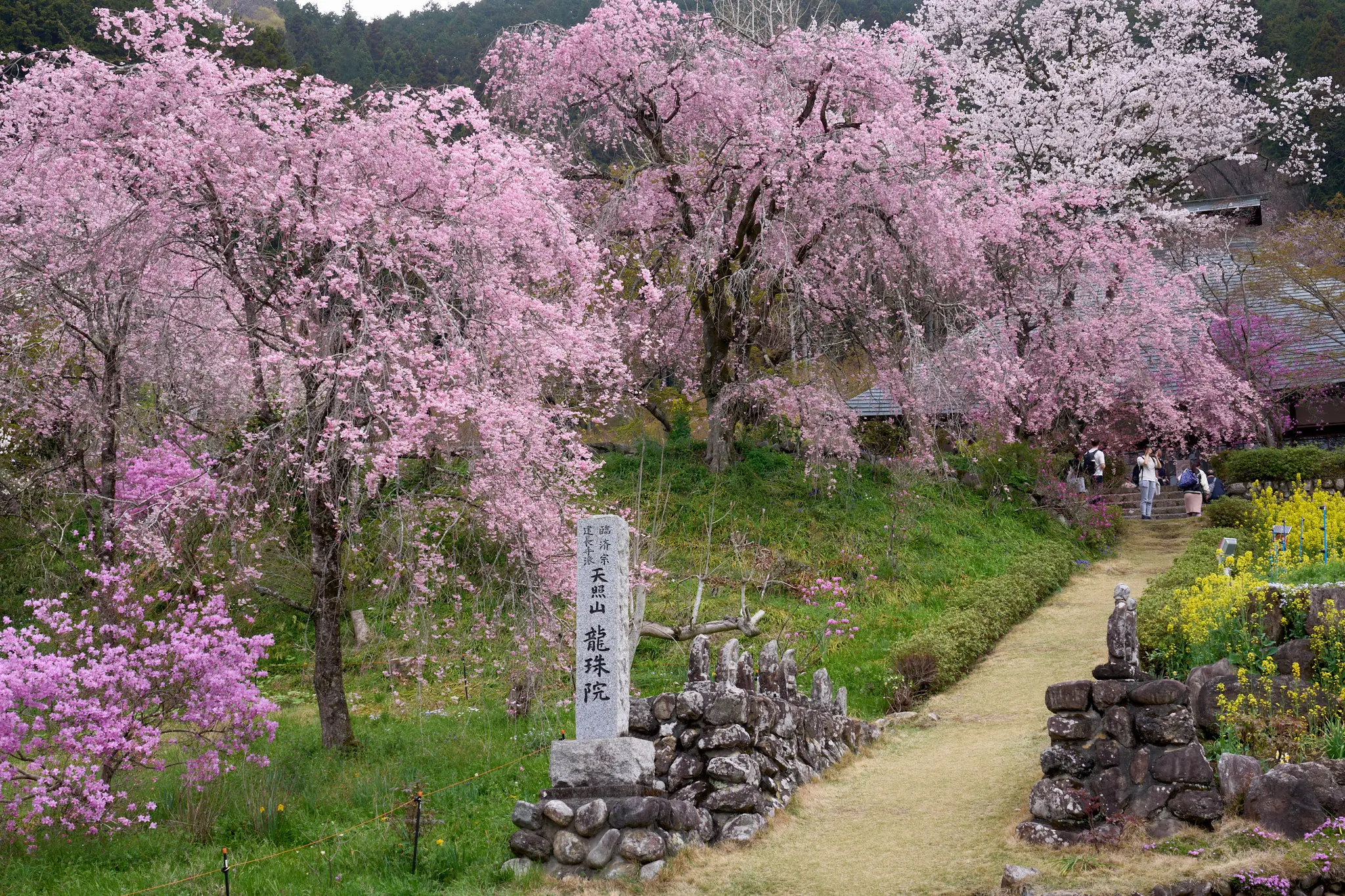 乙津花の里・龍珠院の桜と菜の花、今年はちょっと違うぞ？
