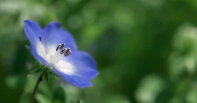 マクロレンズのテストで、昭和記念公園でネモフィラを撮ってみたら…