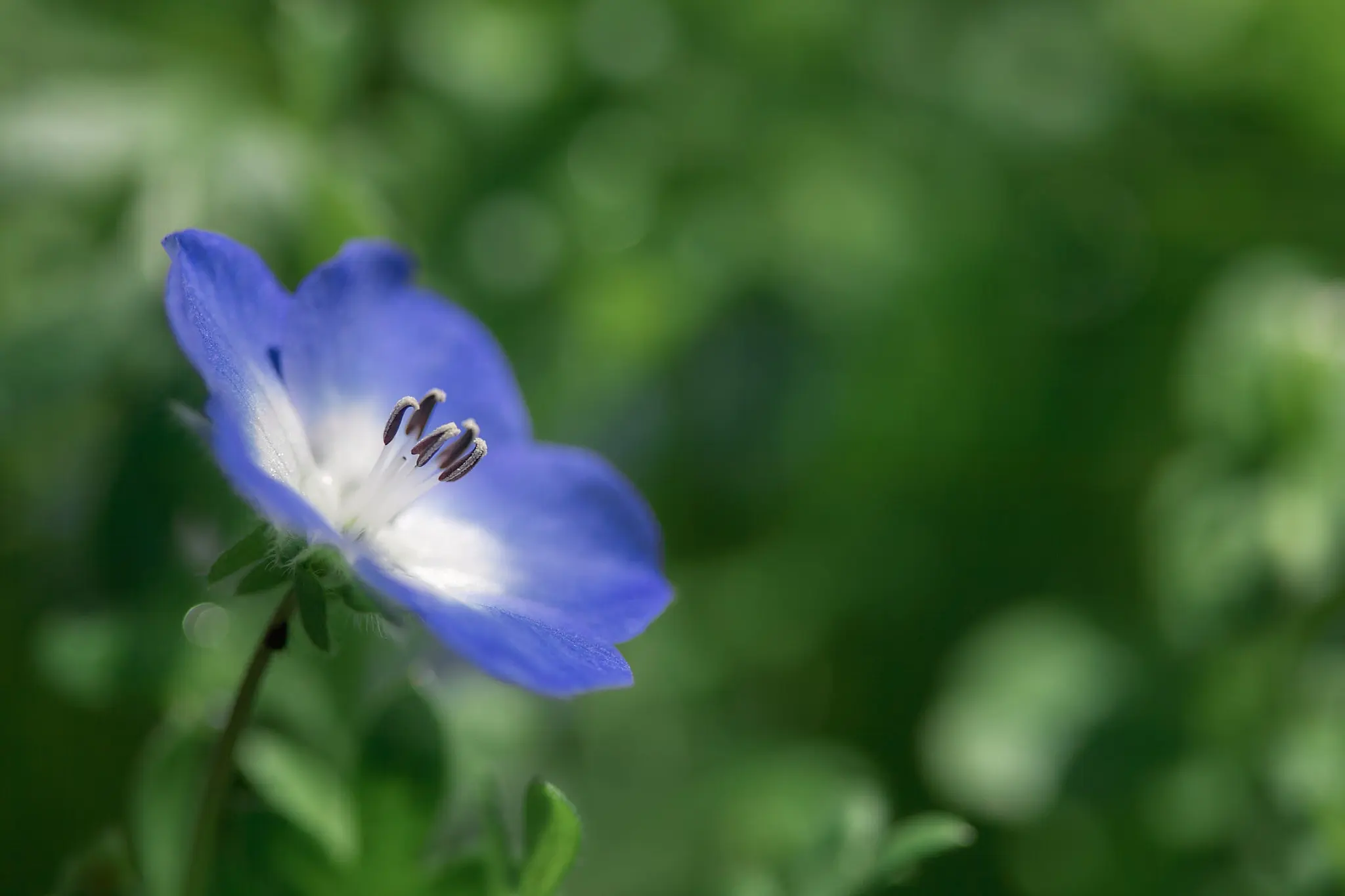 マクロレンズのテストで、昭和記念公園でネモフィラを撮ってみたら…