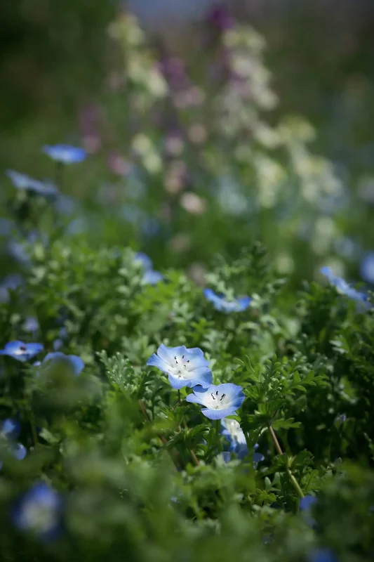 Canon EOS-1D + Canon EF100mm F2.8 Macro USM