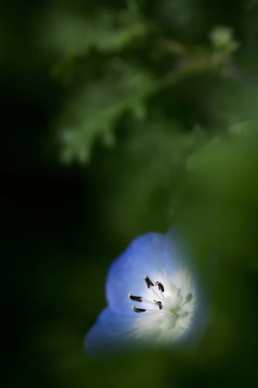 Canon EOS-1D + Canon EF100mm F2.8 Macro USM