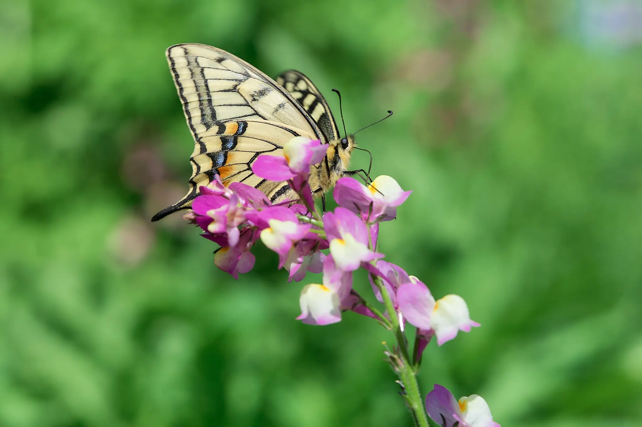 リナリアとキアゲハをズババババッ！
