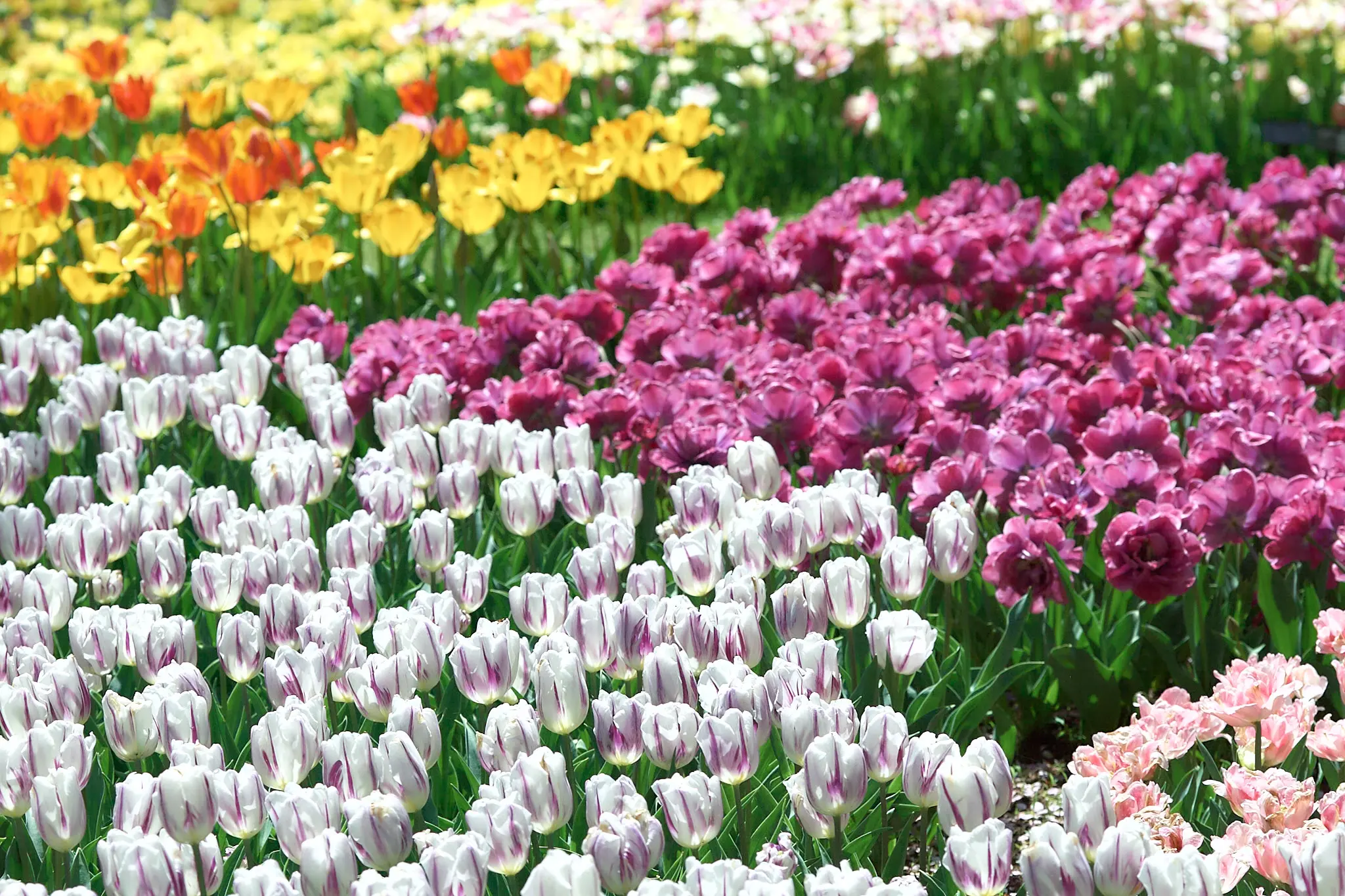 春の昭和記念公園といえば、やっぱりチューリップ！