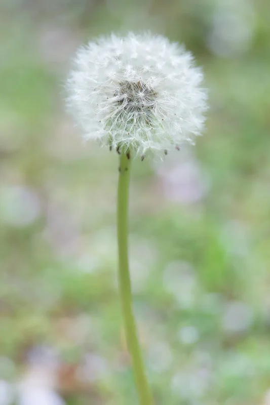 Canon EOS-1D + Canon EF100mm F2.8 Macro USM