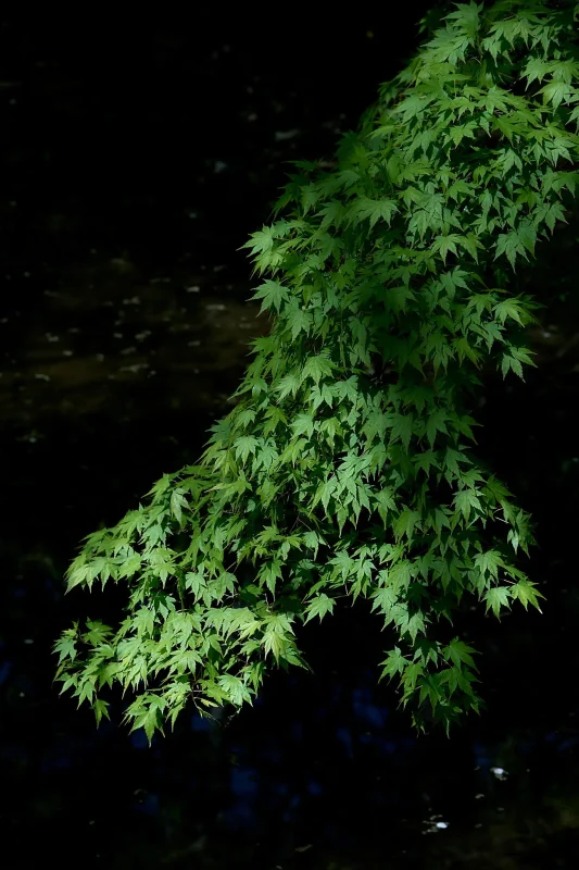 Canon EOS-1D + Canon EF100mm F2.8 Macro USM