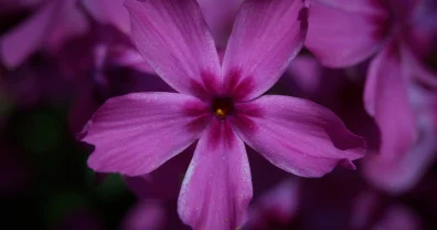 新緑、芝桜、そしてツツジの季節になりますね