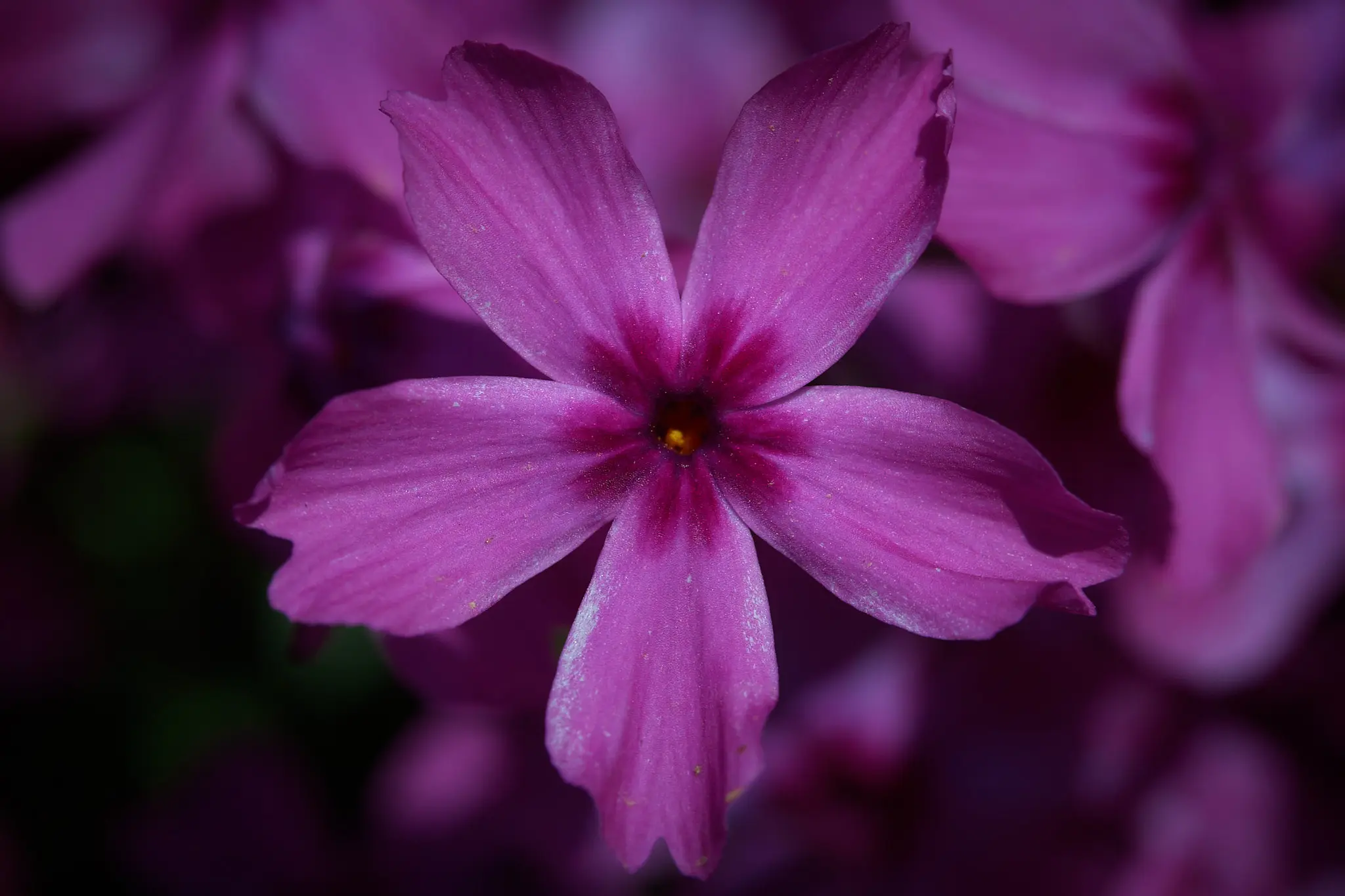 新緑、芝桜、そしてツツジの季節になりますね