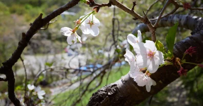 桜と新緑が混在する長瀞に行ってきた