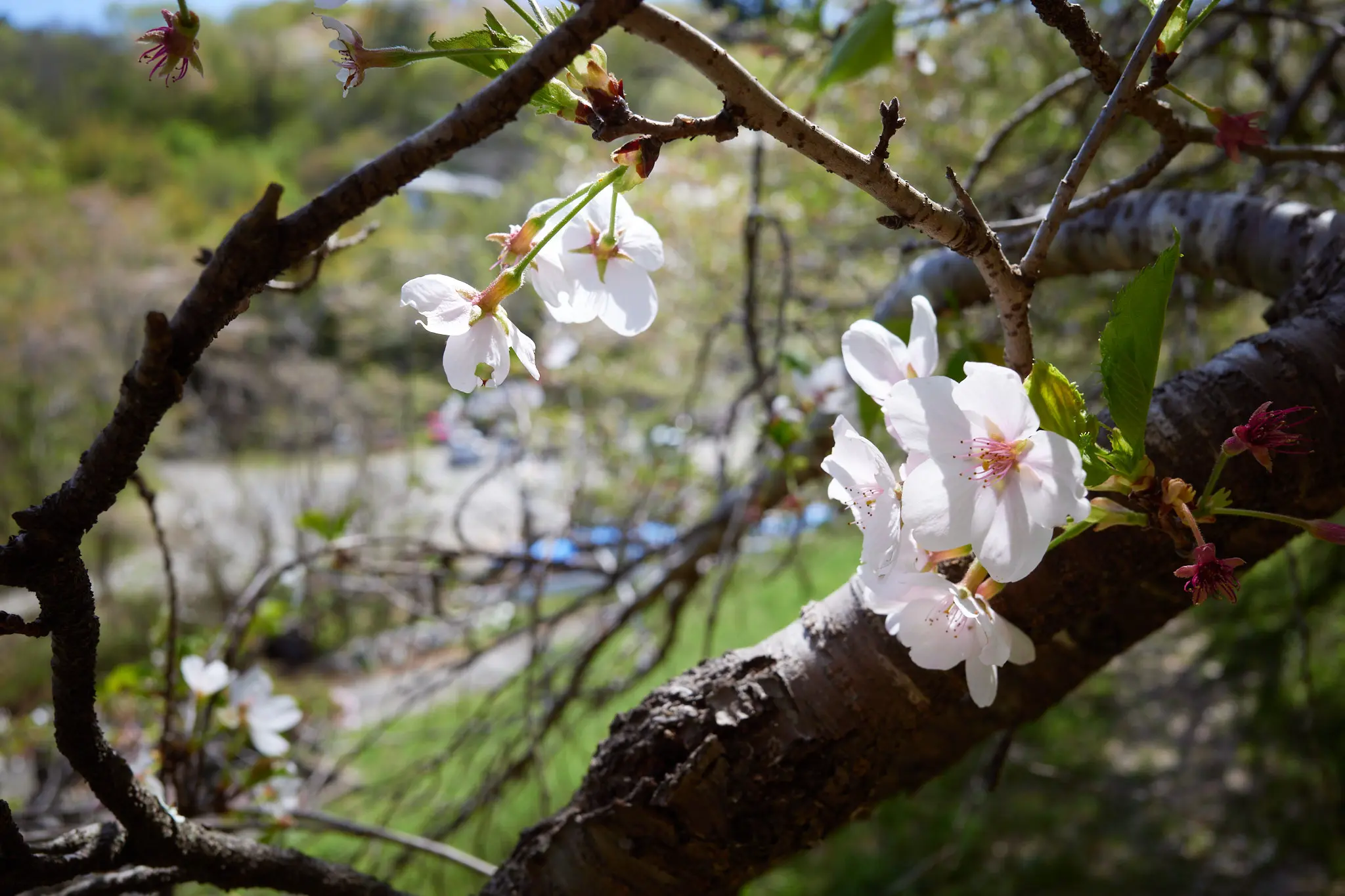 桜と新緑が混在する長瀞に行ってきた