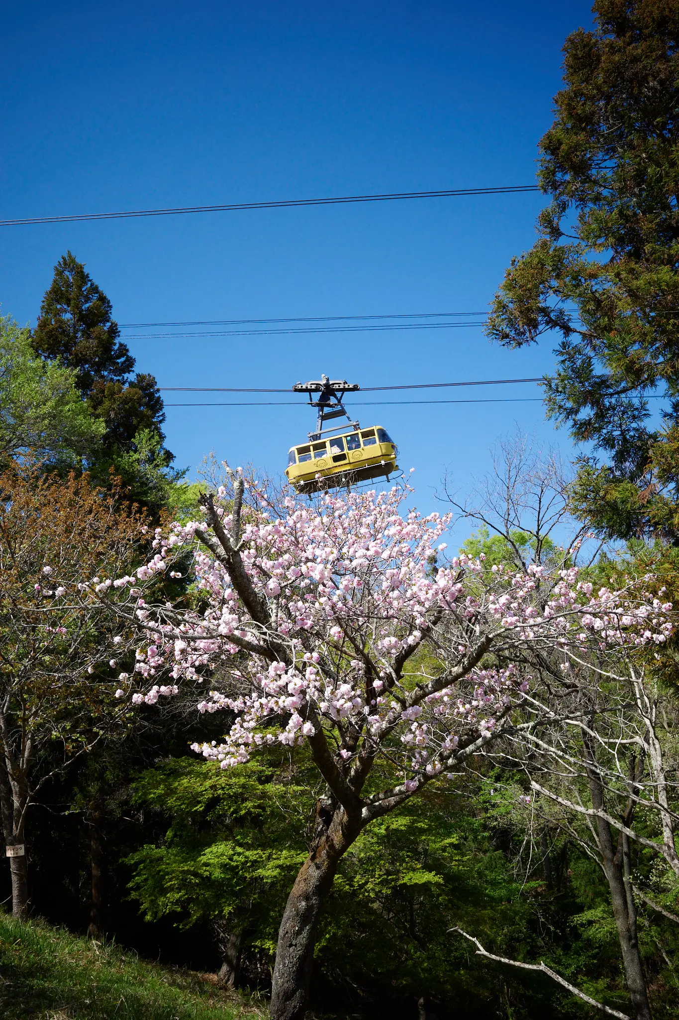桜の名所、長瀞・不動寺の桜もおしまいでした