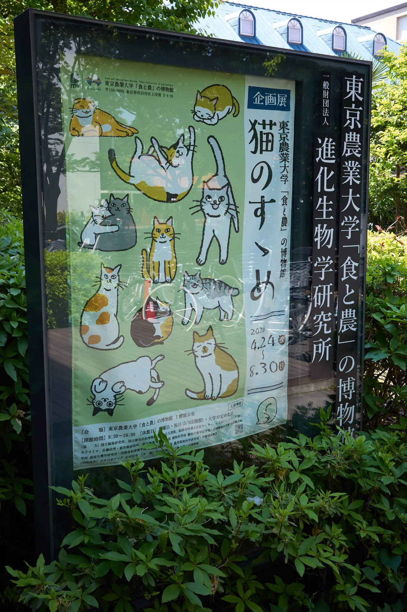 世田谷八幡宮からの企画展「猫のすゝめ」＠東京農業大学