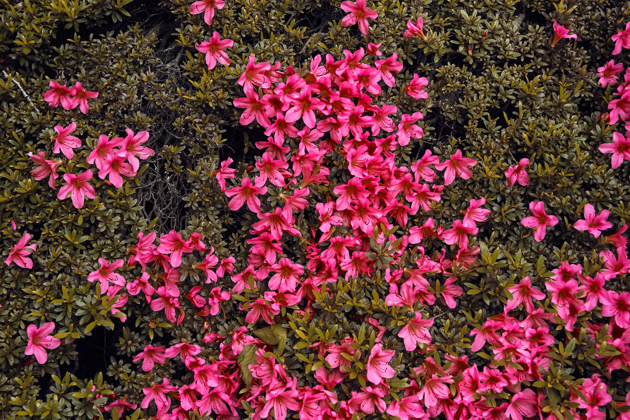 EPSON R-D1x + ZEISS Biogon T* 2.8/28 ZM