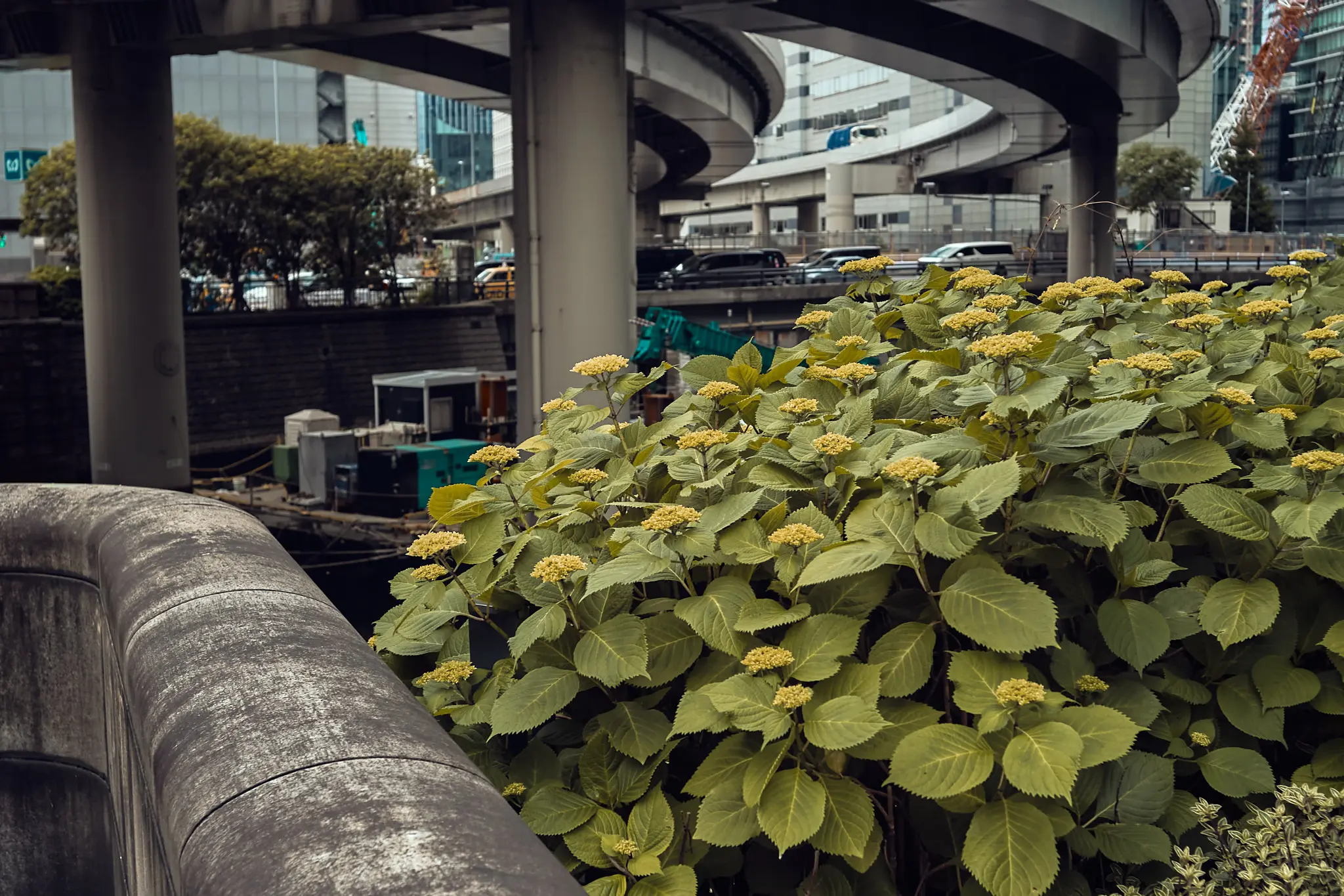 EPSON R-D1x + ZEISS Biogon T* 2.8/28 ZM