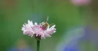 昭和記念公園でマクロ撮影をしてきましたが…すごい！