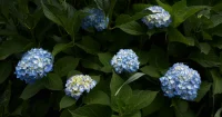 そういえば、もうアジサイの季節なのか