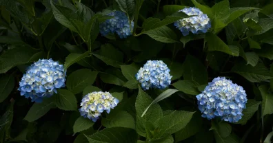 そういえば、もうアジサイの季節なのか