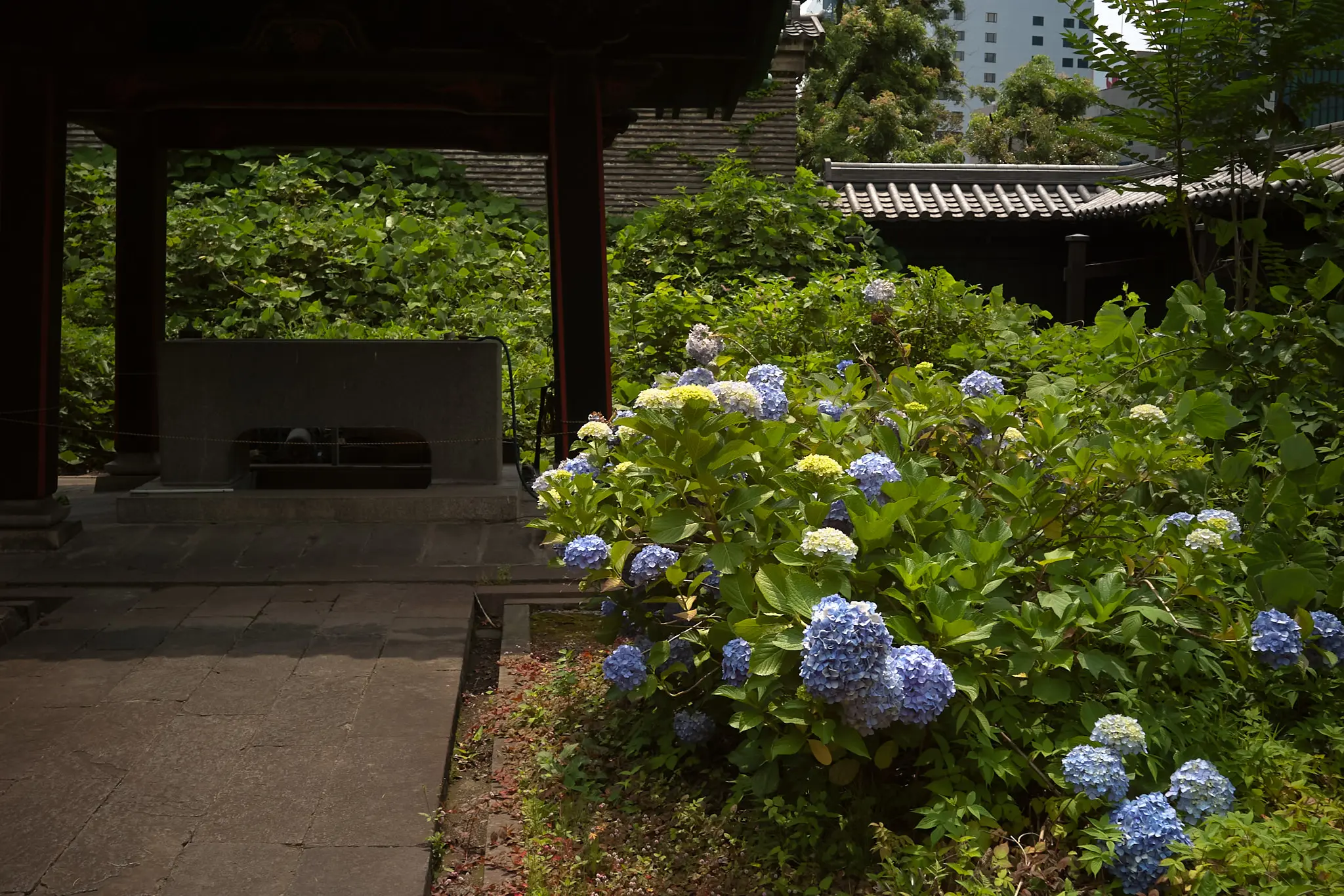 EPSON R-D1x + CONTAX Biogon T*28mm F2.8(G)