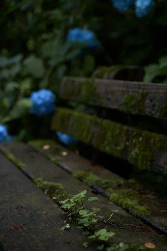 Leica M11 + Leica APO-Summicron M f2.0/50mm ASPH.