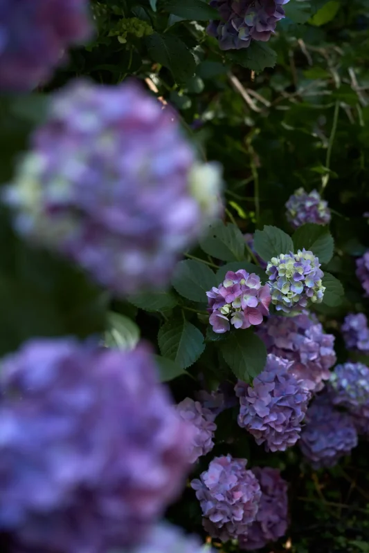 Leica M11 + Leica APO-Summicron M f2.0/50mm ASPH.